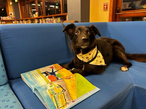 black dog laying on a couch in front of an open book