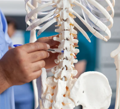 image of doctor examining model skeleton